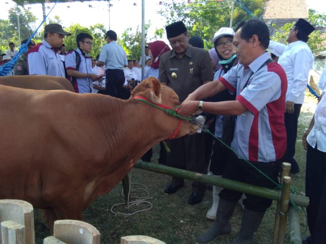 
Bupati Sampang dan jajarannya saat kunjungi, Bazar bursa sapi di halamana gedung Indor Gor Sampang Kota