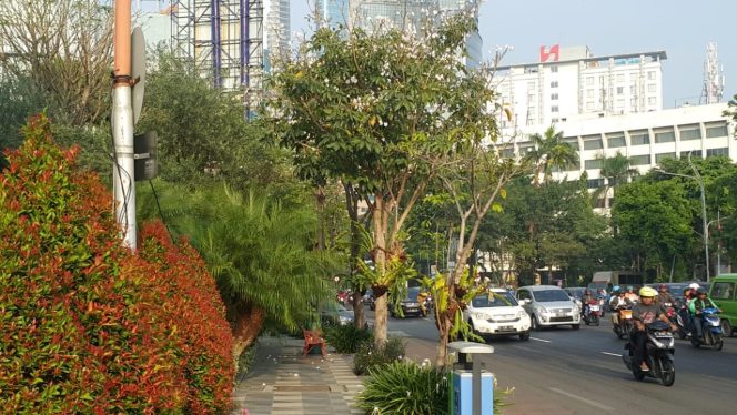 
Pohon Tabebuya Mirip Sakura yang Ada di Surabaya