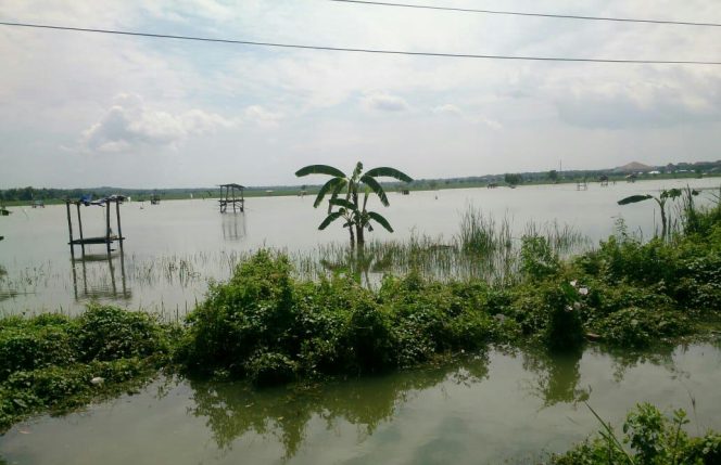 
Beberapa Hari Hujan Lebat, Tanaman Padi di Enam Kecamatan Terdampak Banjir