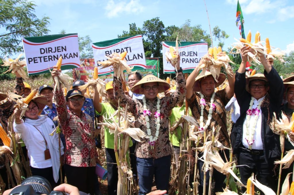 Panen Raya Jagung di Bangkalan Bupati Semoga Kedepannya 