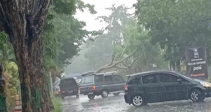 Hujan Dan Angin Kencang Landa Kota Sumenep Satu Warga Tertimpa Pohon Tumbang LingkarJatim