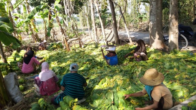 
Harga Tembakau Anjlok, Petani: Pemkab Sumenep  “Setengah Hati”