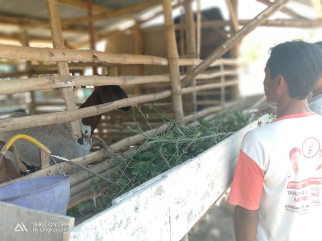 
Di Sampang, Kambing Peliharaan Keluar Pekarangan Dikenakan Denda