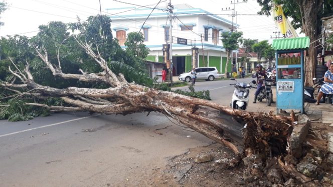 
Diterjang Angin Kencang, Pohon Besar di Sumenep Tumbang Melintang Jalan