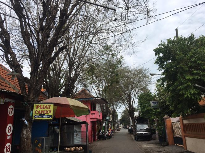 
Rawan Tumbang, Pohon Milik Pemkot Surabaya Dikeluhkan Warga