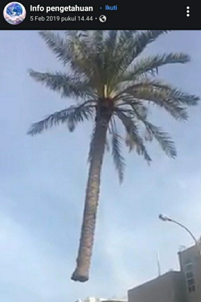 
Video Pohon Terbang di Arab Saudi: HOAX
