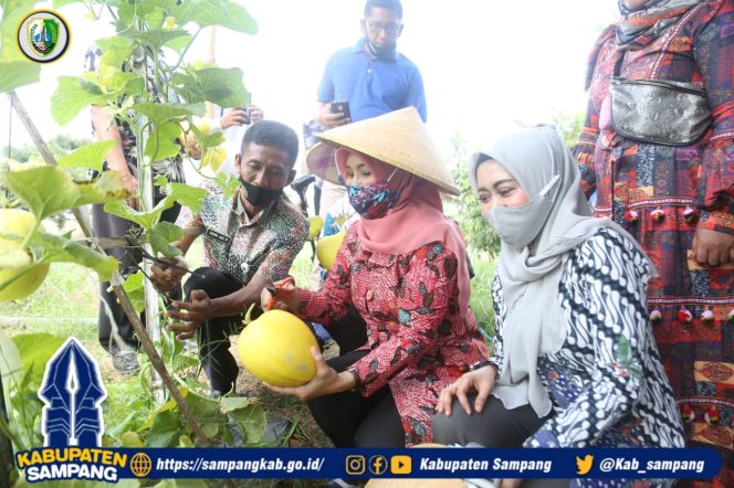
Gelar Panen Raya Melon, TP PKK Sampang Apresiasi Pengembangan Komoditas Pertanian Holtikultura