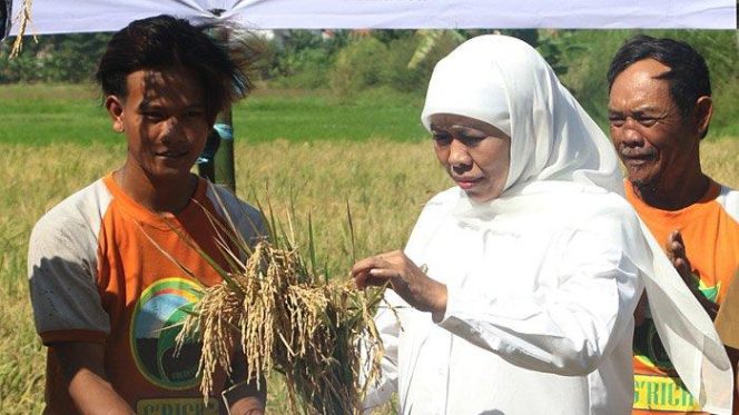 
Jawa Timur Peringkat Pertama Produsen Padi Terbesar di Indonesia Tahun 2020
