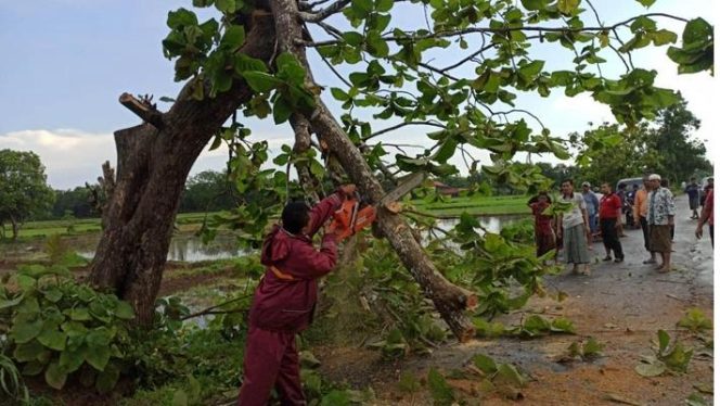 
BPBD Bangkalan Imbau Pengendara Waspadai Pohon Tumbang