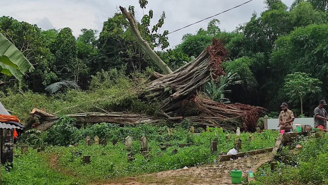 
Pohon Tumbang di Bangkalan Timpa Empat Bangunan Warga