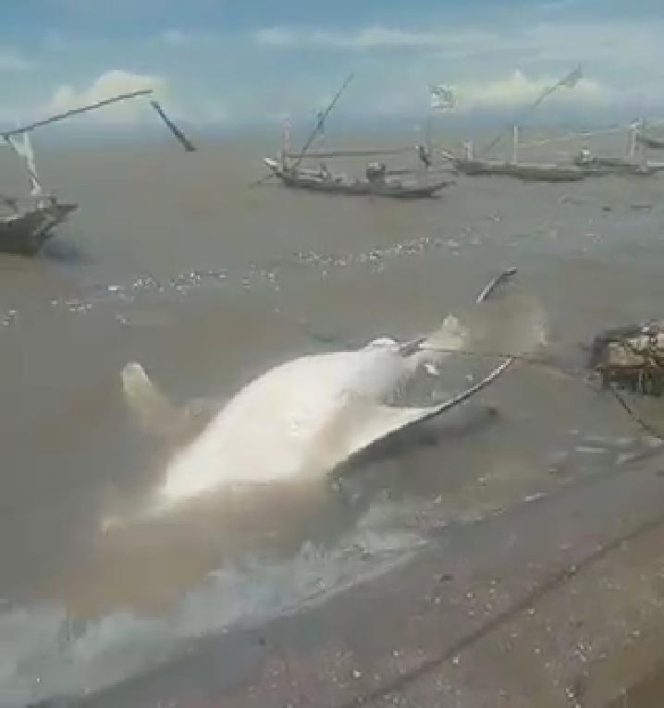 
Ikan Paus Besar Terdampar Menjadi Tontonan Warga