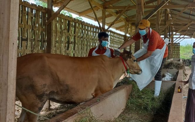 
Di Pamekasan, 3 Ribu Sapi Akan di Vaksin