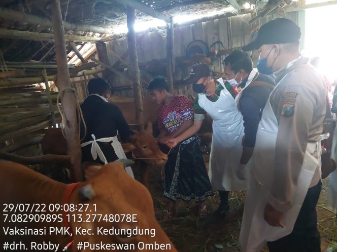 
Ribuan Sapi di Kabupaten Sampang Sudah Di Vaksin