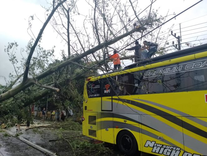 
Angin Kencang, Bus Pariwisata Asal Gersik Tertimpa Pohon Tumbang
