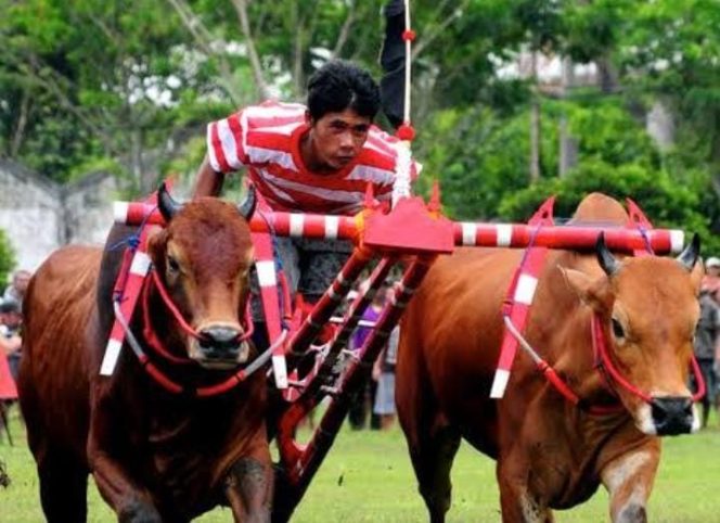 
Karapan Sapi Piala Presiden Akan Digelar di Bangkalan, Berikut Penjelasan Kadisbudpar