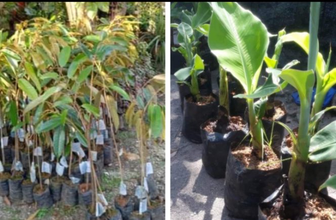 
Dua Poktan di Kecamatan Socah  Bangkalan Mendapat Bantuan Bibit Durian dan Pisang Senilai 99 Juta Rupiah