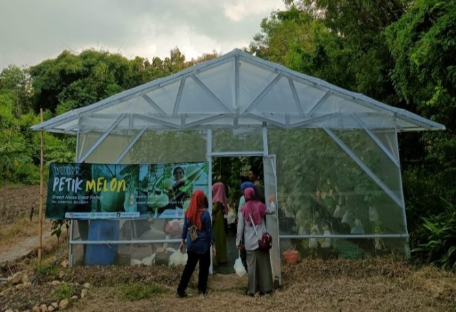 
Manfaatkan Potensi Lahan Pertanian, Desa Kebun Buka Wisata Petik Melon Langsung dari Pohonnya