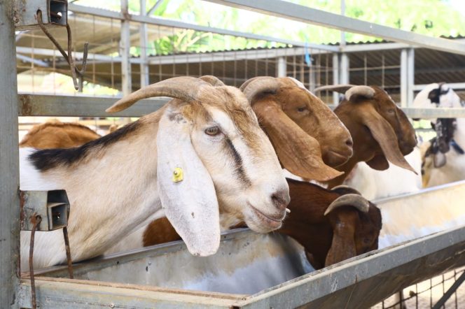 
Jelang Idul Adha, Dinas Pangan dan Pertanian Pastikan Hewan Kurban Sehat