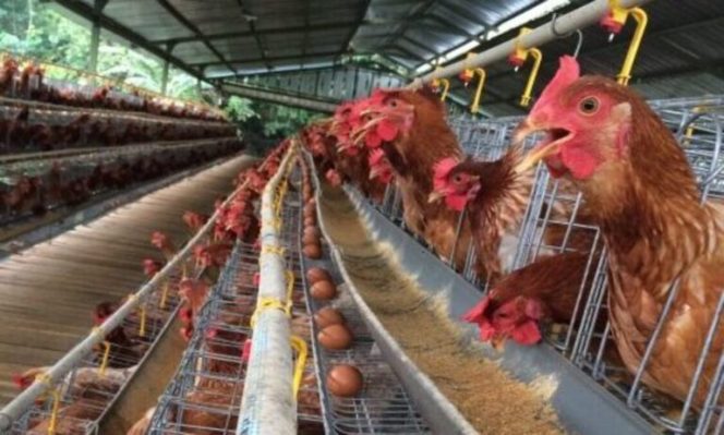 
Walaupun Kalah di WTO, RI Tolak Mentah-Mentah Daging Ayam & Telur Impor