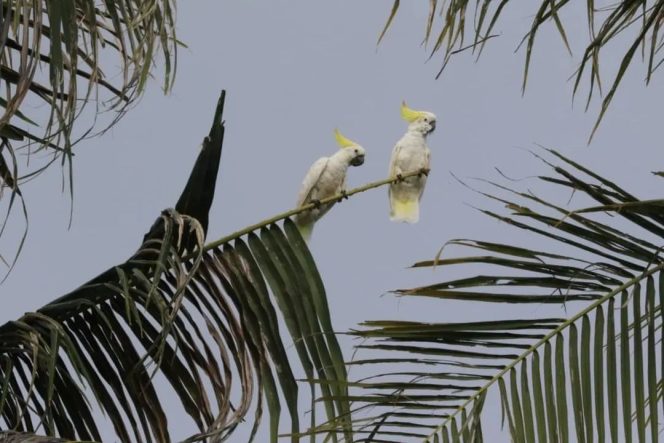 
Kakatua Jambul Kuning (Cacatua sulphure Abboti) : Satwa Endemik Pulau Masakambing – Sumenep Yang Kini Tercancam Punah