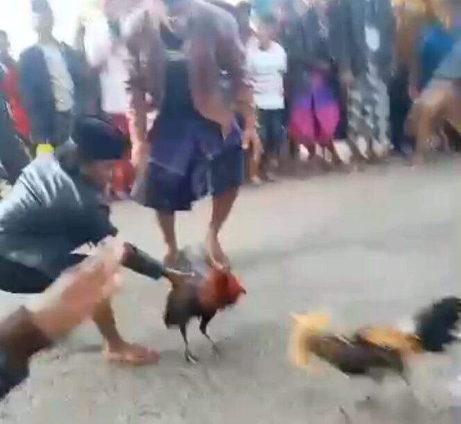 
Viral, Warga di Bangkalan Gelar Sabung Ayam di Tengah Jalan